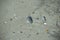 The seashells found on the beach