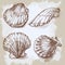 Seashells hand drawn graphic vintage etching sketch, underwater artistic marine ornament
