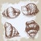 Seashells hand drawn graphic vintage sketch