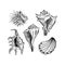 Seashells hand drawn ink pen sketch vector set