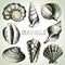 Seashells hand drawn set. Sketch design elements