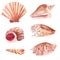 Seashells hand drawn watercolor raster illustration set