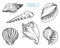 Seashells or mollusca different forms. sea creature. engraved hand drawn in old sketch, vintage style. nautical or