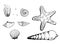 Seashells or mollusca different forms. sea creature. engraved. sketch, vintage style. nautical or marine, animals in the ocean.