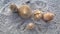 Seashells on the New Smyrna Beach, Florida