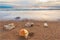 Seashells Ocean Sunset Nature Abstract