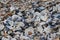 Seashells, pebbles and mussles on beach