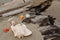 Seashells resting on Driftwood