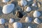 Seashells in sand