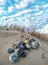 Seashells on a Sand Dune