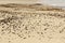 Seashells on the sand in Port St Francis