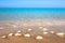 Seashells on sand on sea background. Dubai seaside.