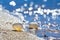 Seashells on a sand shore of Black Sea beach in backlight against deep blue clear sky, bright bokeh