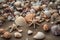 seashells, sand, and starfish on the beach