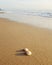 Seashells on sandy beach