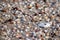 Seashells on Sandy Beach - Abstract Marine Background