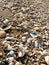 Seashells at sandy beach of the Azov sea shore