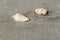 Seashells on the sandy beach on morning sunshine with copy space selective focus