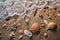 seashells scattered around sandy footprints