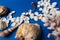 Seashells, sea horse, coral on a blue background, flatpley