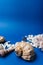 Seashells, sea horse, coral on a blue background, flatpley