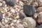 Seashells, sea shells - textures or backgrounds - various pebbles, stones and snags