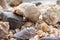 Seashells, sea shells - textures or backgrounds - various pebbles, stones and snags