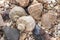 Seashells, sea shells - textures or backgrounds - various pebbles, stones and snags