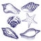 Seashells and sea star retro engraving illustration.