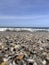 seashells on the seashore on the argentine atlantic coast