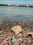 Seashells on seashore. Bagan pasir beach, Malaysia.