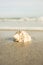 Seashells on the seashore ocean sand wave shoreline
