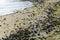 Seashells and seaweeds on the beach