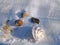 Seashells on the snow