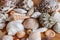 Seashells and starfish background. Many different seashells piled together. Ocean life.