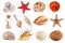 Seashells, starfish, pebbles, and coconut on a white background. Isolated objects.