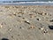 Seashells strewn across the sandy beach in North Carolina