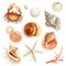 Seashells vector icons