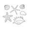 Seashells vector set. Collection of shells different forms. Hand-drawn illustrations of engraved line. Marine set. Design element