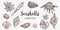 Seashells vector set in sketch style. Collection of various seashell, mollusk, nautilus, shells different forms. Sea shell