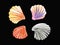 Seashells. Watercolor set of painted seashells. Hand made elements isolated. For design, packaging, fabric, textile