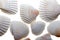 Seashells, White bivalve cockle shells. Close up against white b