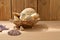 Seashells on a wooden table. Collection of sea mollusks