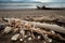 seashore with driftwood and shells, ready for beachcombing adventures