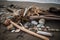 seashore with driftwood and shells, ready for beachcombing adventures