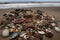 seashore littered with lost treasures, from broken china to rusty fishhooks