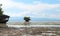 Seashore mountain with greenery during low tide. Small cliff with trees in sea water.