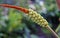 Seashore palm fruits, Allagoptera arenaria