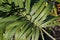 Seashore palm leaf, Allagoptera arenaria