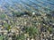 Seashore plants and stones under waves